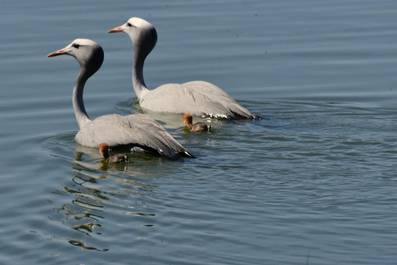 Small yellow flowers growing from stone.