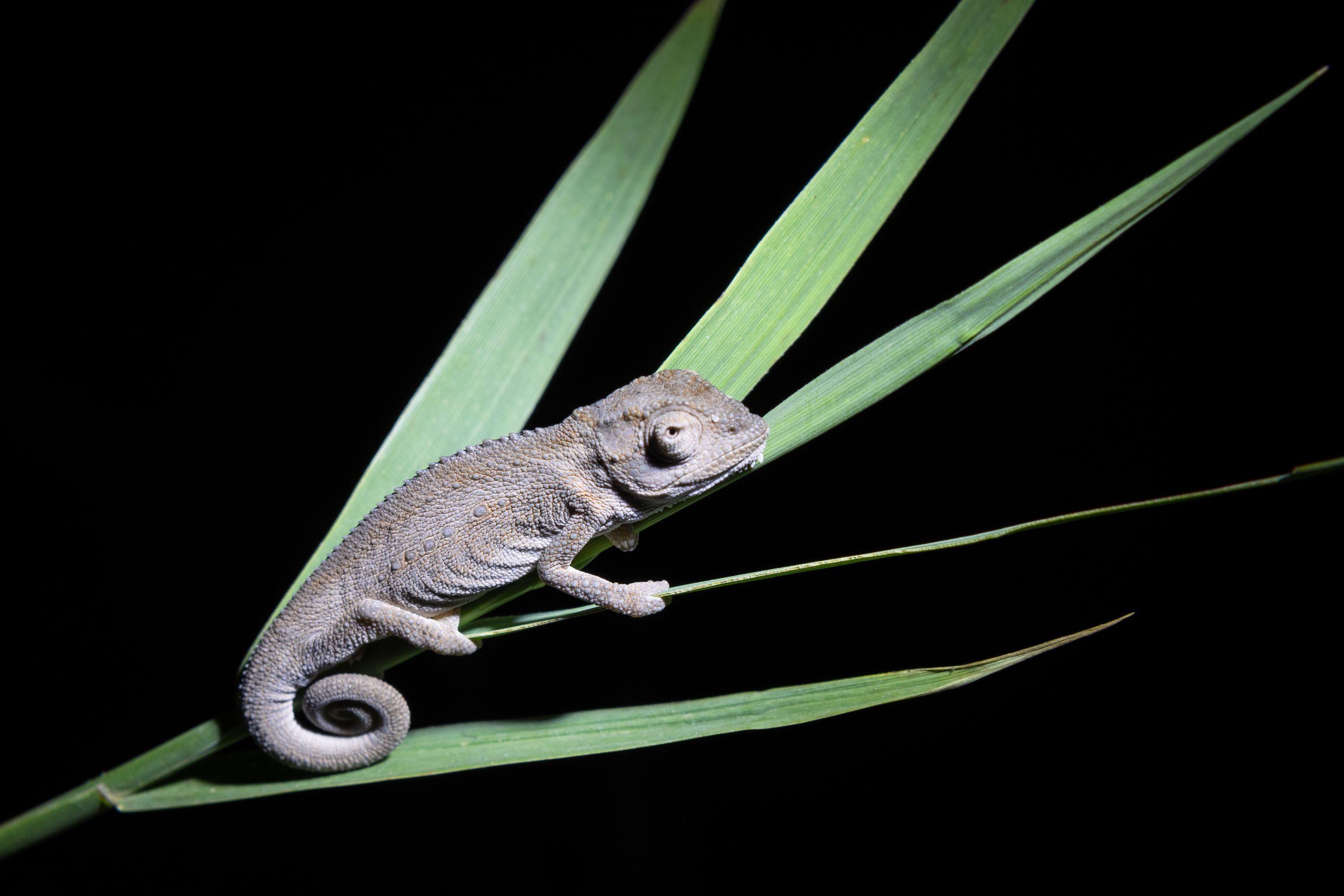 Hundreds of small orange flowers in bloom against green grass.